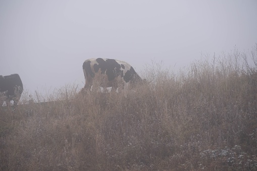 A Holstein-Friesian cow grazing grass in a field in a rural area on a foggy day
