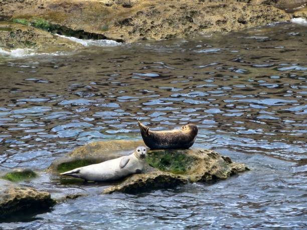 istock Pair of seals resting on a rock in a lake 1433563027