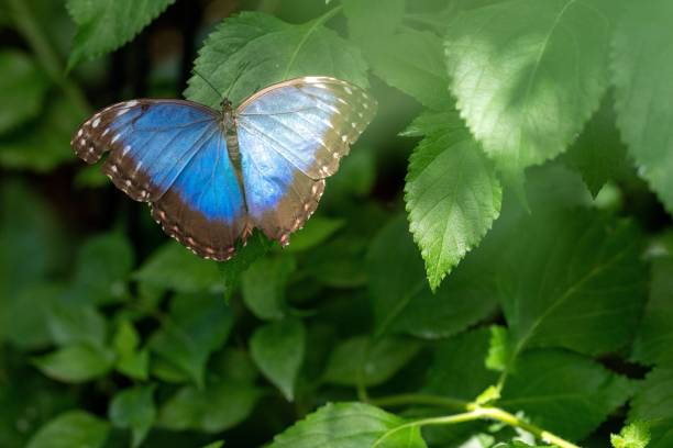 istock Selective focus shot of a beautiful blue butterfly perched on a leaf 1433563135