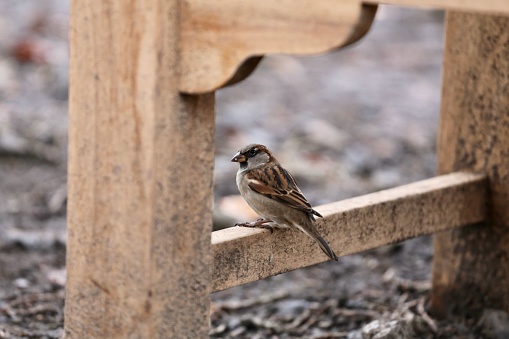 A sparrow perched on the wooden leg of a bench