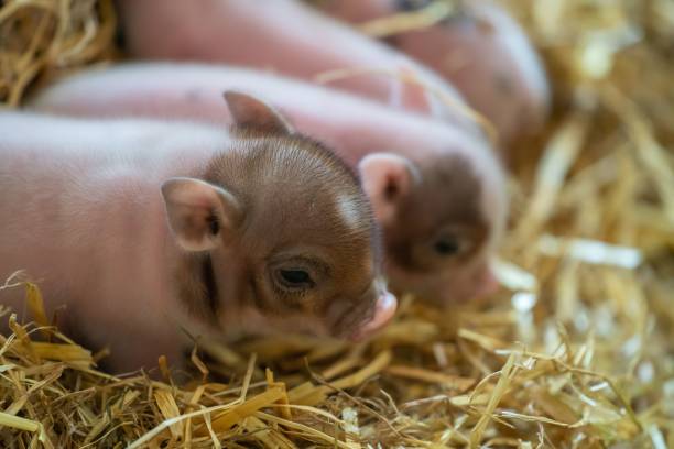 istock Close up of a mini pig (Sus scrofa domesticus) lying on hay 1433563218