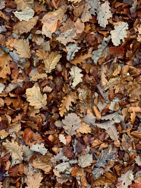 istock Fallen autumn leaves natural background. 1433563294