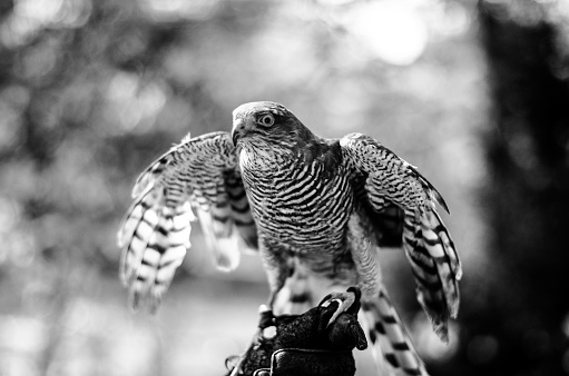 A grayscale shot of a northern goshawk bird taking off from a branch