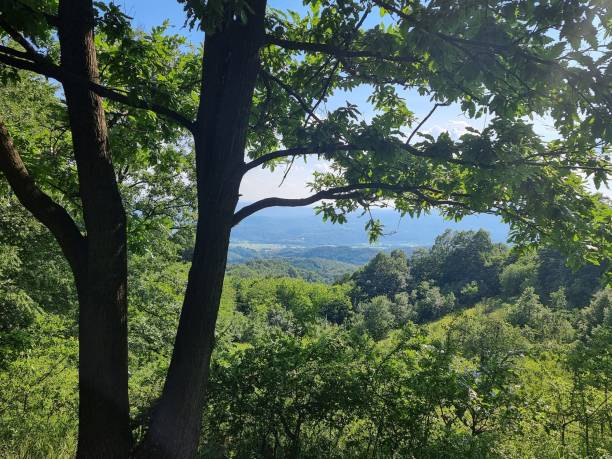 istock Green trees on a bright sunny day 1433563361