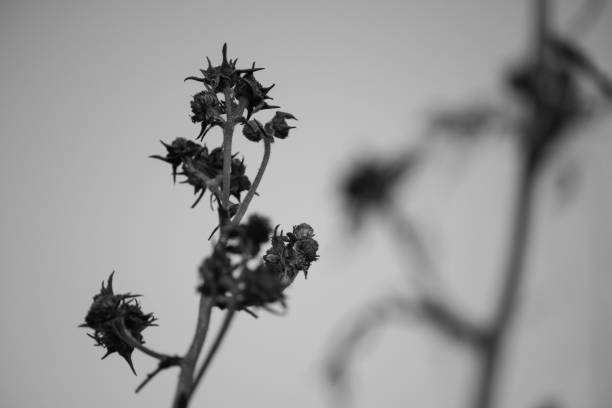A grayscale shot of a thistle flower stem with thorns