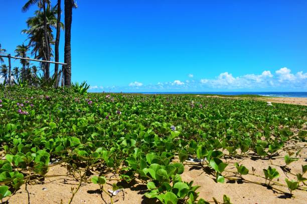 istock Bright landscape of the shore with palm trees 1433563650