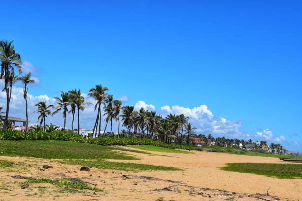istock Bright landscape of the shore with palm trees 1433563653