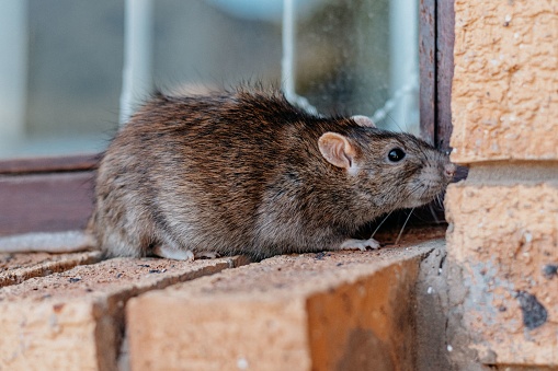 A closeup shot of a gray-brownish rat