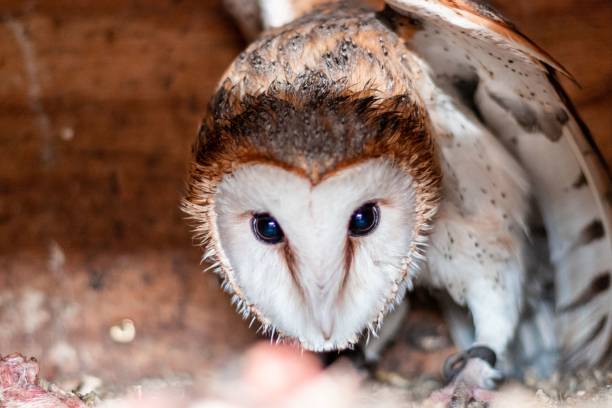 istock Closeup shot of a barn owl (Tyto alba) 1433564345