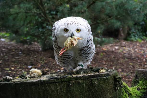 istock Snow owl eating dead chick in captivity 1433564827