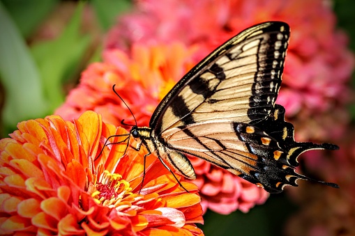 A closeup of a two-tailed swallowtail (Papilio multicaudata) pollinating