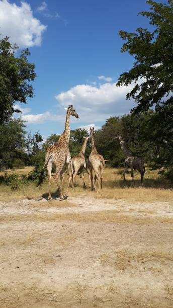 istock Group of giraffes in African Safari 1433565009