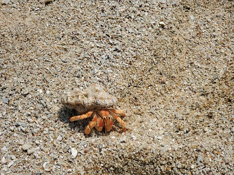 Close-up of a hermit crab on a wet sandy beach of Costa Rica at sunset.