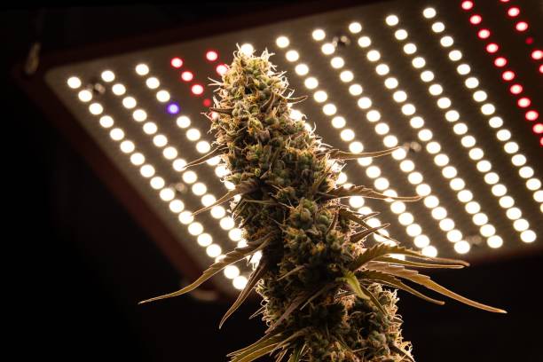 Feminised cannabis in flowering time with patterned leaves on lights background
