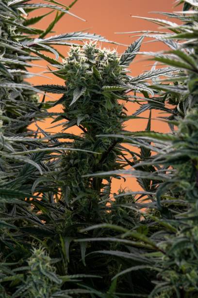 Feminised cannabis with patterned leaves and blossoming heads on orange background