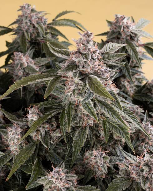 Feminised cannabis in flowering time with beautiful reddish colouring on sandy background