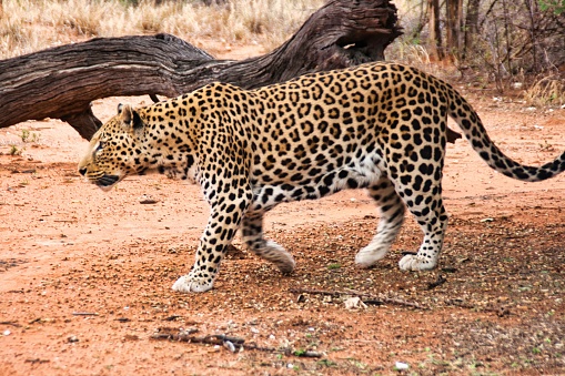 A mad and hungry African leopard roaming in the savanna in Namibia, Southern Africa