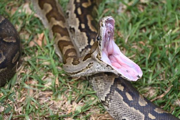 istock Closeup of a Southern African Rock Python yawning, opening her mouth 1433565878