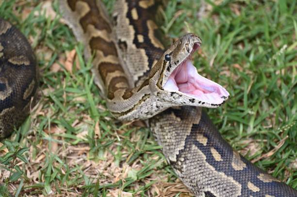 istock Closeup of a Southern African Rock Python yawning, opening her mouth 1433565886