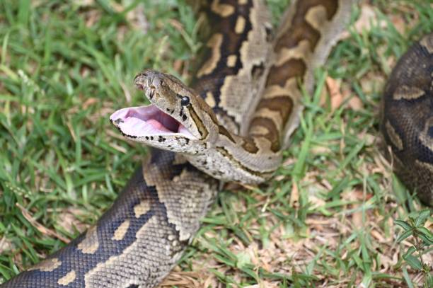 istock Closeup of a Southern African Rock Python yawning, opening her mouth 1433565889