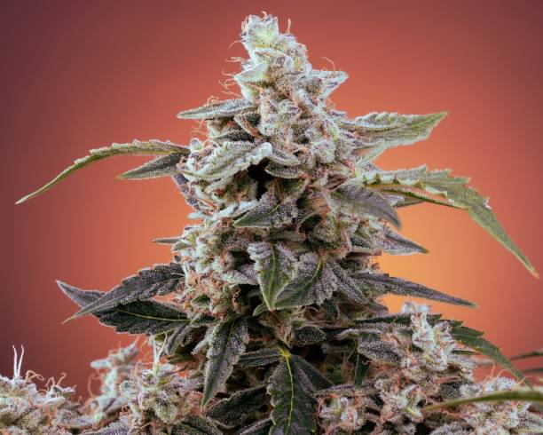 istock Cannabis plant on the pink background 1433566091