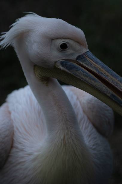 istock Vertical closeup of a Great white pelican 1433566188