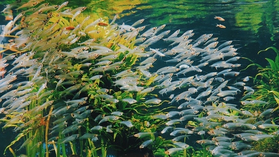 A big shoal of Kryptopterus bicirrhis, Glass Catfish transparent fish captured underwater