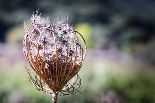 A closeup of growing dried flower isolated in blurred background