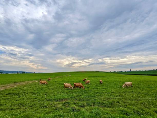 istock Cows grazing in the green pasture under the blue cloudy sky 1433566604