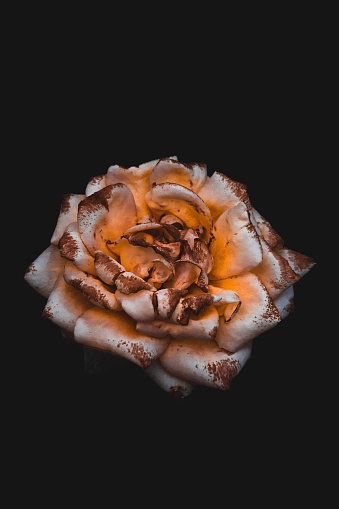 A closeup of dead rose against a dark background, a vertical shot