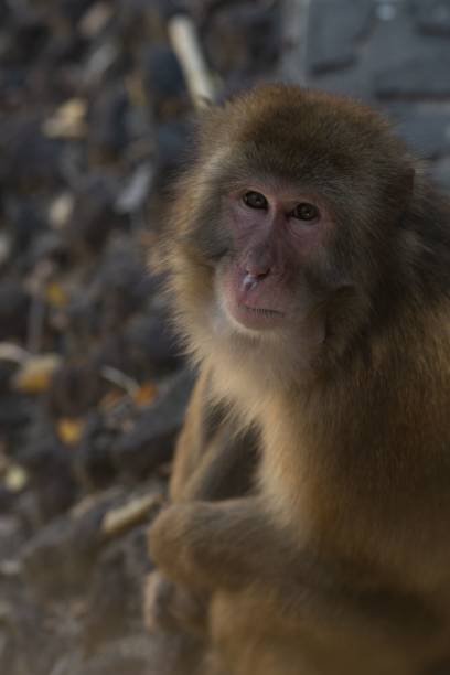 istock Vertical of a Japanese monkey. 1433566691