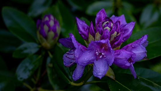 A closeup of purple Rhododendron flower petals covered in rain droplets captured from a top view