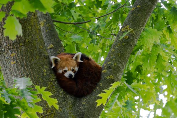 istock Closeup shot of a cute red panda sleeping on the tree 1433567506