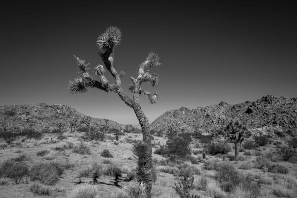 istock Grayscale of a deserted land with yucca trees 1433567616