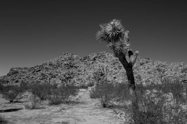 istock Grayscale of a deserted land with yucca trees 1433567620