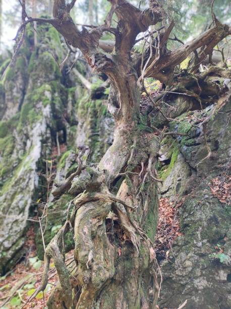 istock Vertical of an old Monterey cypress tree, Cupressus macrocarpa surrounded by rocks 1433567759