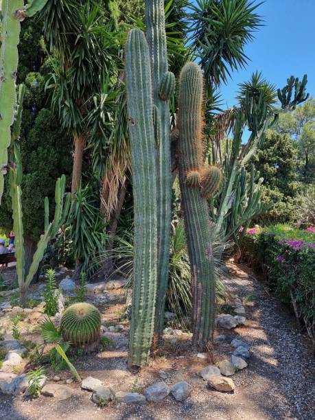 istock Vertical of a tall cardon grande cactus, Echinopsis terscheckii 1433567775