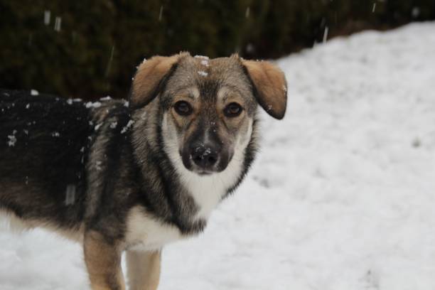 istock Cute dog on a snowy field during winter 1433568477