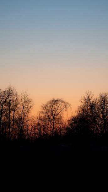 istock Vertical view of trees with a gorgeous sunset in the background 1433568493