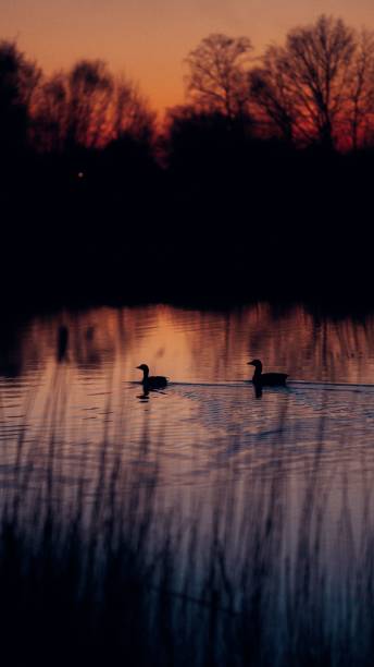 istock Vertical view of two ducks swimming in a lake during sunset hours 1433568498
