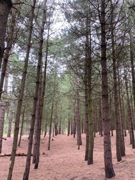 istock Vertical shot of a forest full of bare tall and bare trees 1433569046