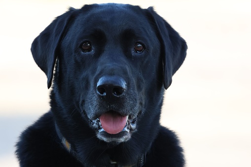 A closeup portrait of a black Labrador Retriever on white background