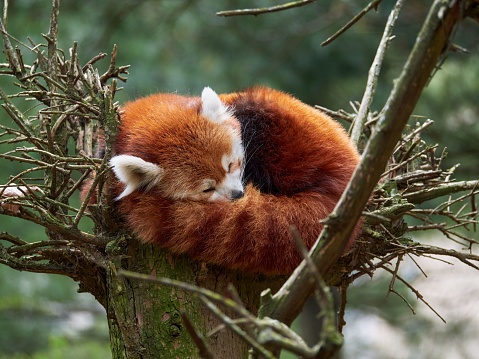 A closeup of a Red Panda resting on a tree
