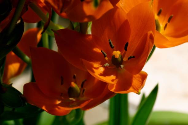 istock Macro of a red tulip bouquet 1433570011