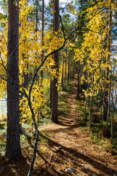 istock Vertical shot of a pathway surrounded by tall trees in a forest 1433570790