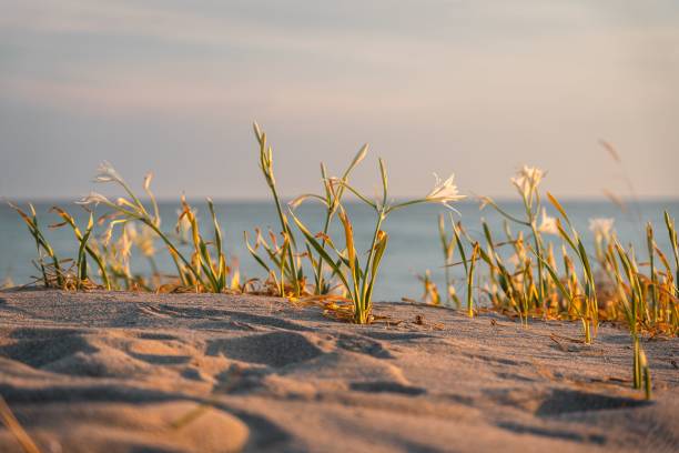 Sea Daffodil on Aegean beach, Pancratium maritimum. Carian Trail, Turkey