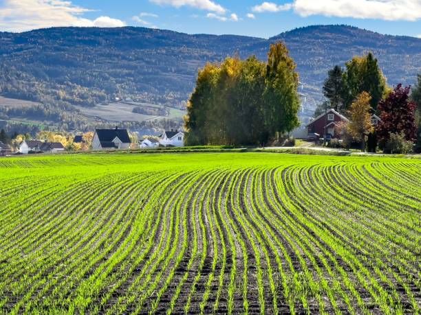 istock Wide rice field plantation on a sunny day 1433571682