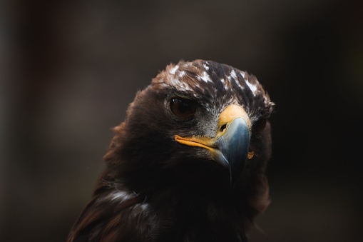 A closeup shot of a brown falcon with blurred background