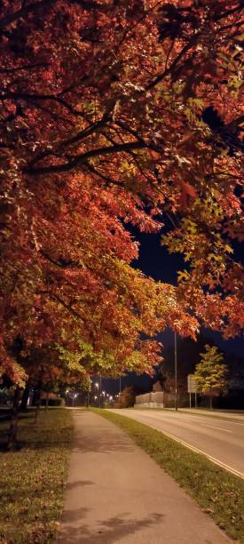 istock Autumn tree in the side walk during nighttime 1433571686