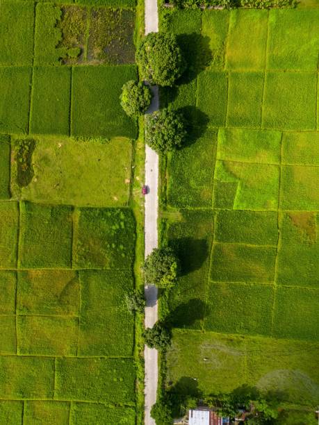 istock Countryside road going through agricultural fields, top view, vertical 1433571717